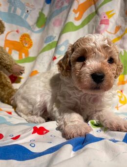 Süße reinrassige Toypudel Welpen suchen im Dezember liebe Familien - Berlin