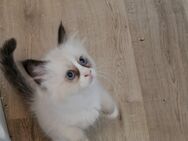 Ragdoll Kitten mit Stammbaum - Gochsheim