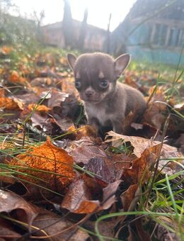Süßer Chihuahua Welpen sucht sein Traum zuhause - Seßlach
