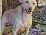 ZAFAR ❤ EILIG! sucht Zuhause oder Pflege - Langenhagen
