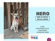 Nero❤️- ein perfekter Begleiter - Rambin