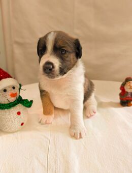 Foxterrier Glatthaar Welpen - Massen-Niederlausitz
