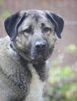 Duman sucht ein erfahrenes Zuhause - Pirmasens