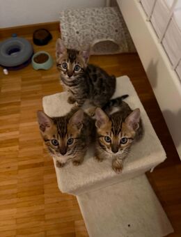 Bengalkitten - Basel