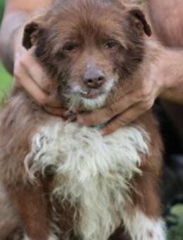 Inky - verschmuste, kleine Hündin - Lohra