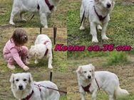 Keona ist freundlich und aufgeschlossen - Schafflund