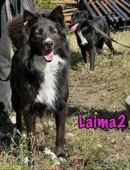 Laima2 sportlich & aufmerksam 01/21RU - Ruppertsecken