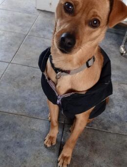 für junge Leute eine super Hündin Panda - Augsburg