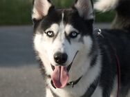 Husky als Deckrüde - Dissen (Teutoburger Wald)