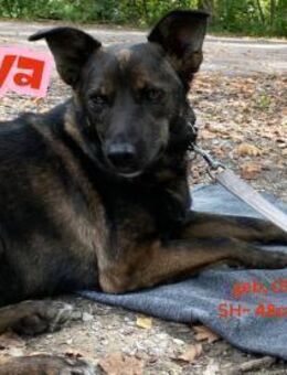 Maya - sucht ein neues Zuhause - Rinteln