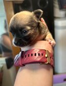 Wunderschöne Chihuahua Welpen zu vergeben in 97900