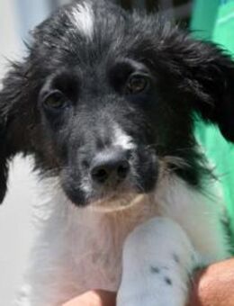 Möchten Sie Peppe adoptieren? - Neuss