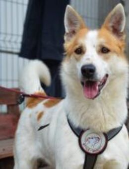 Zuhause gesucht für Chico - München