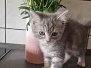 BKH kitten suchen ein neues Zuhause - Duisburg