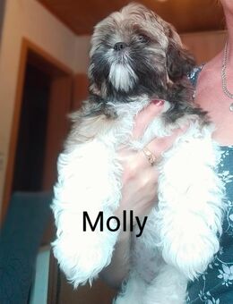 Shih-Tzu Welpen (Abholbereit) - Lauda-Königshofen