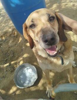 JOJOS, freundlicher Rüde sucht Happy End - Aerzen