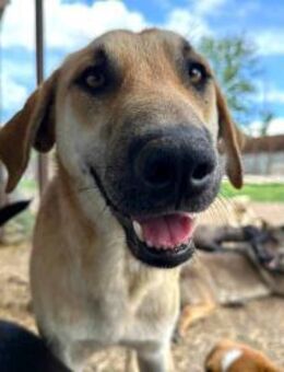 Hugo ist ein sanfter Riese 🐾 - Elsdorf (Nordrhein-Westfalen)