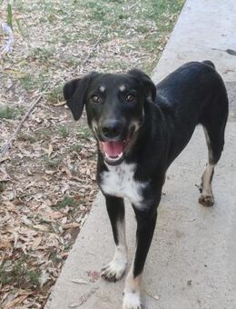 MUFFIN sucht ein weiches Körbchen - Weiterstadt