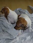 Jack Russell Terrier Welpen suchen liebevolle Familie in 4800