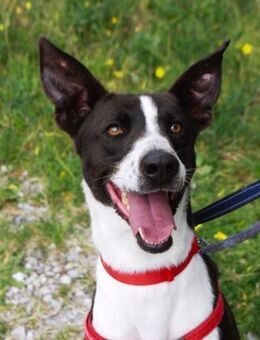 Benji hätte so gerne ein Zuhause - Laatzen