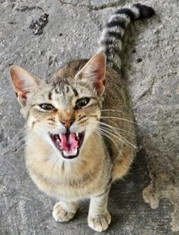 Verschmuste Plappertasche Ney - Aichwald