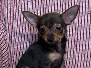 Chihuahua pinscher mix - Winnweiler