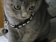 Zuckersüße Bkh Kitten(mix) - Köln