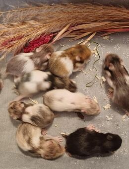 Goldhamster BABY Teddyhamster braun/weiss creme gold - Crailsheim