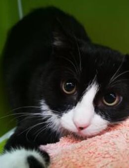 Kater Marinero 3 - Bochum