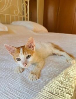 Karol 🐾 will endlich leben - Kirchheim (München)