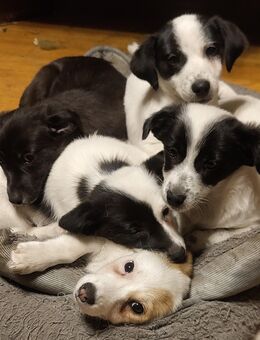 Jack-Russel-Terrier Welpen abzugeben - Gorleben