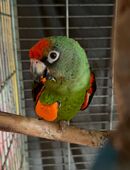 Grüner Kongopapagei Pärchen 1,1 in 46117