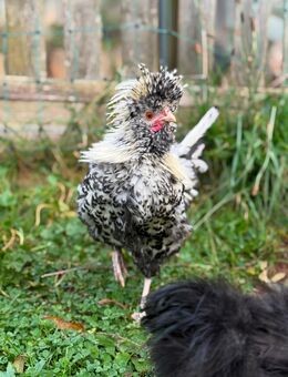 5 Monate Alter , zahmer Hahn - Bad Urach