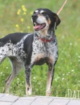 Daisy sucht liebevolles Zuhause - Untergruppenbach