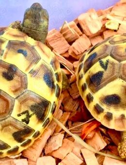 griechische Landschildkröten von 2025 - Köln
