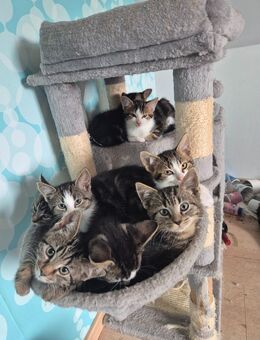 Main Coon Mix Kitten - Halle (Westfalen)