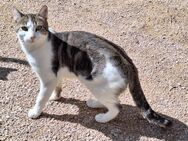 Junger, sozialer Kater Zorro - Karlsruhe