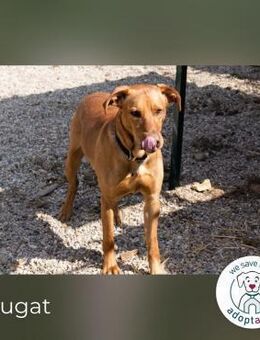 Nougat Für Menschen mit Hundeverstand - Kirchzell