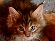 Maincoon reinrassige kleine Baby kitten - Haßloch