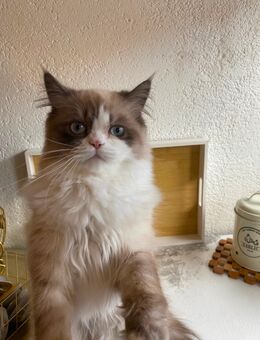 Süßer weißer Kater - Saarbrücken