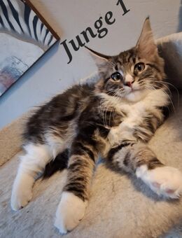 Maine coon - Artern (Unstrut) Zentrum