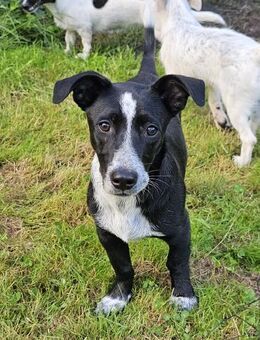 Süßer Rocky wünscht sich eine Familie - Leonberg (Baden-Württemberg)