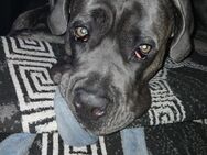 Cane corso - Oberhausen