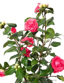 Kamelie i.S. rot Blüte - Norderstedt