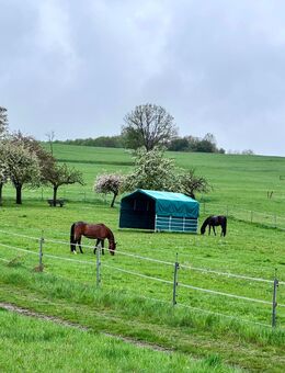 Aufzuchtplatz frei für Stute: Jährling oder Absetzer, 35329 Gemünden (Felda) - Gemünden (Felda)