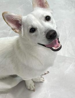 Lieber Kevin sucht ein Zuhause! - Ebstorf (Klosterflecken)