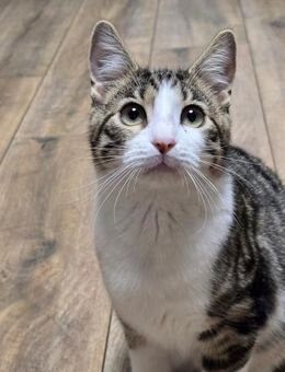 SALLY - sucht ihr großes Glück! - Sulzbach-Laufen