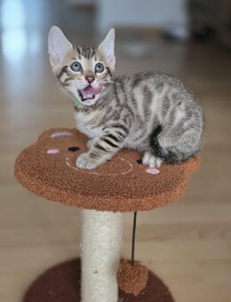 Bengal Kitten - Ketsch