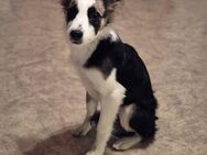 Miniatur Border Collie Mix - Oerlenbach
