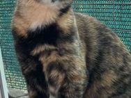 Masha wartet auf ihre Menschen - Augsburg